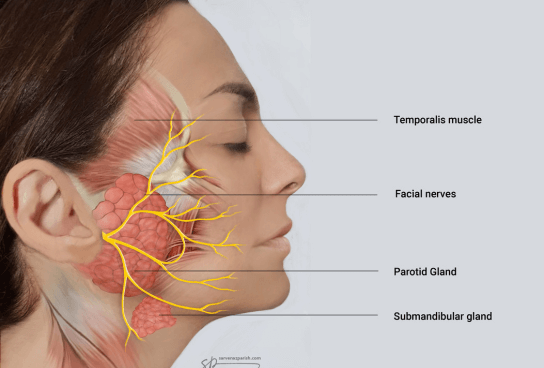 Parotid Tumours and Salivary Stones